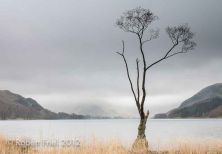 the tree buttermere.jpg
